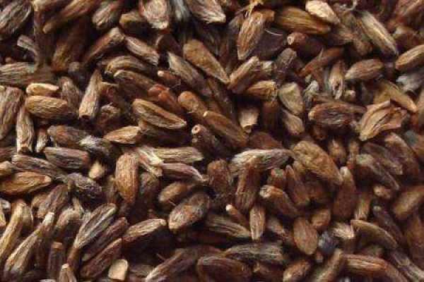 Atractylodes
