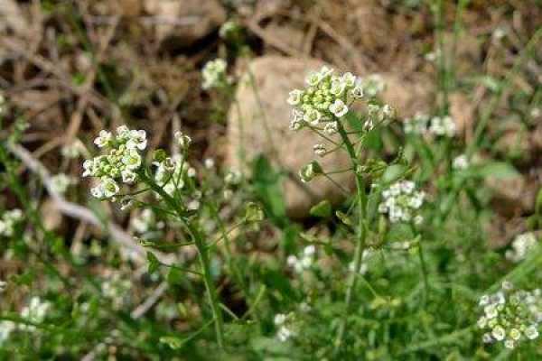 Atractylodes