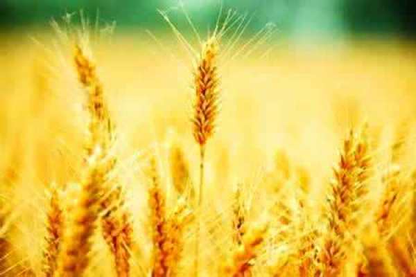 wheat