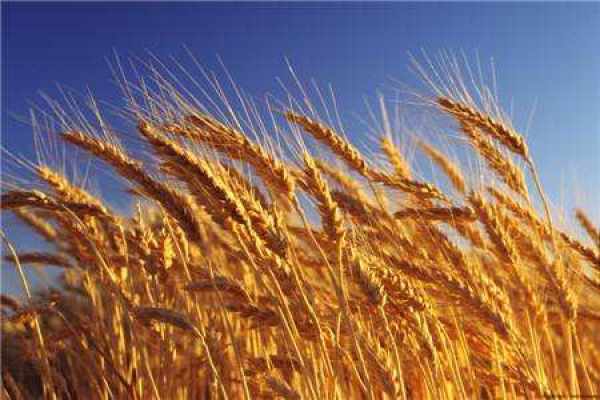 wheat