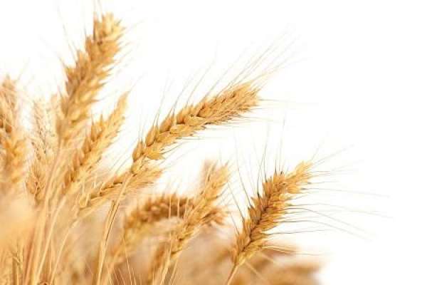 Wheat