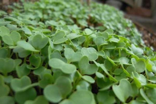 Green vegetables