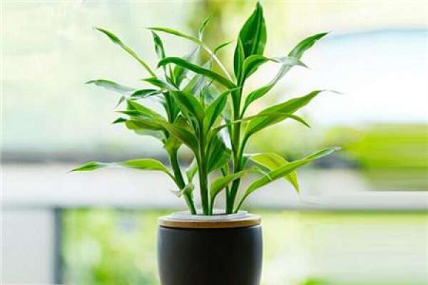 turtle's bamboo