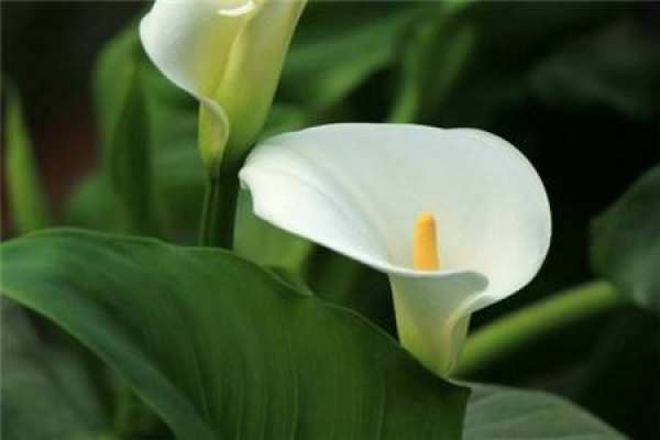 White Palm