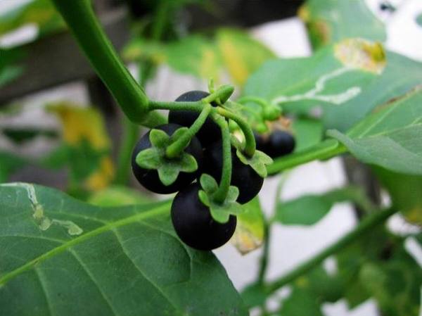 Solanum nigrum