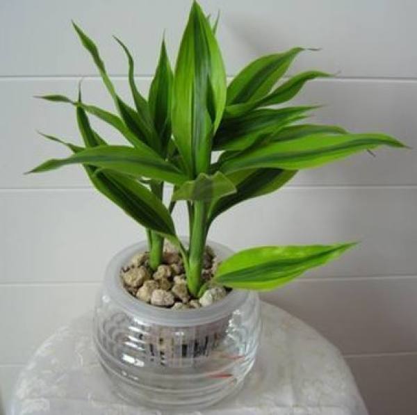 Cultivating flowers with plant ash