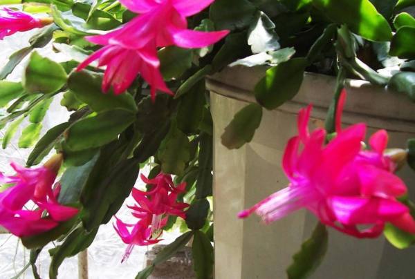 Zygocactus japonicus