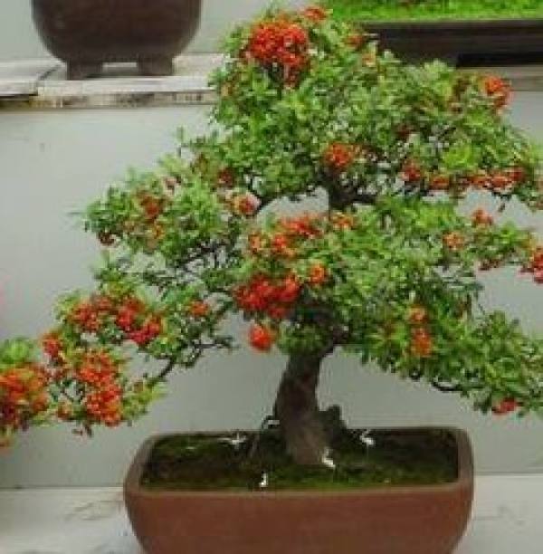 Seabuckthorn