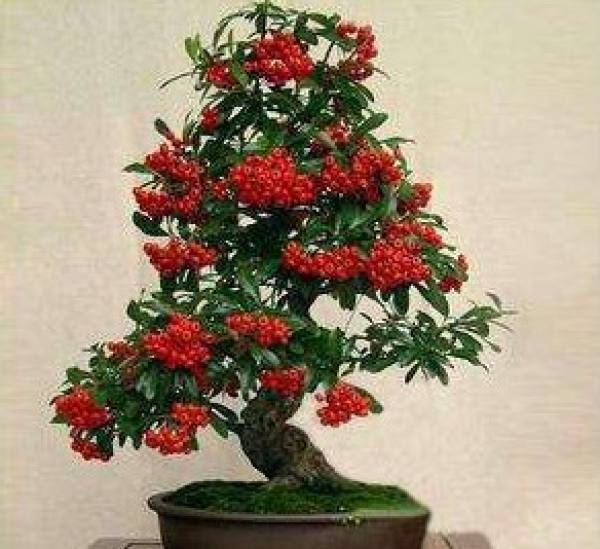 Seabuckthorn