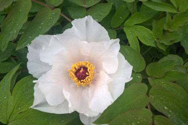 White Peony