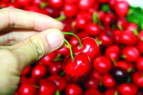 Nanking cherry