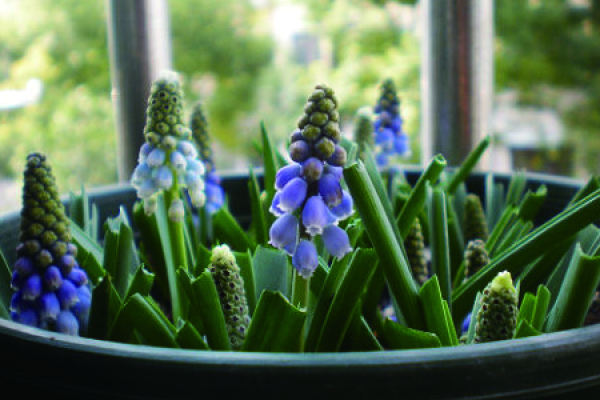 Hyacinth