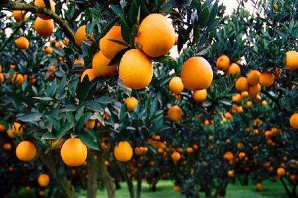 orange tree