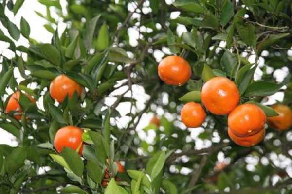 Tangerine
