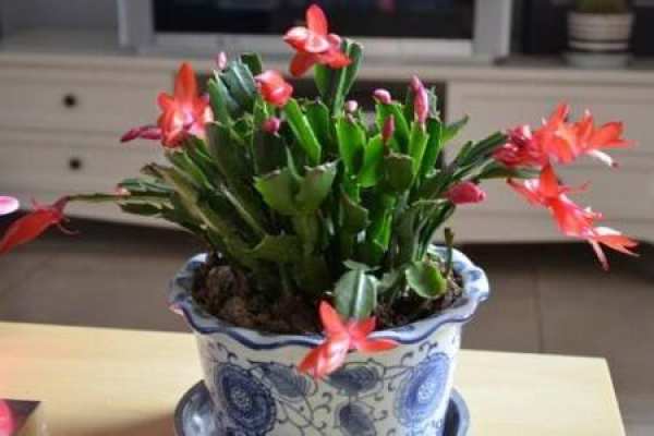 Zygocactus japonicus