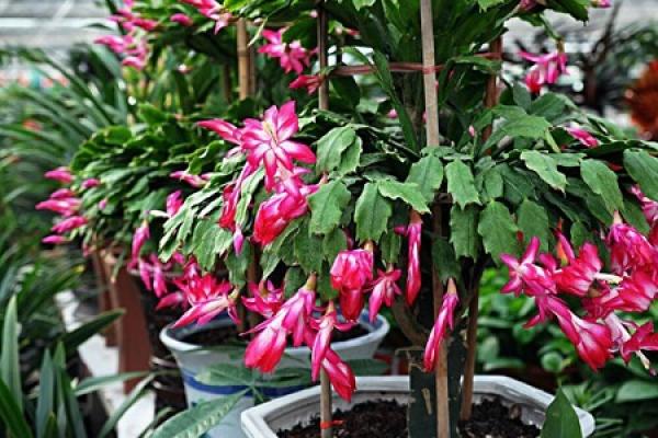 Zygocactus japonicus