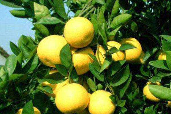 pomelo