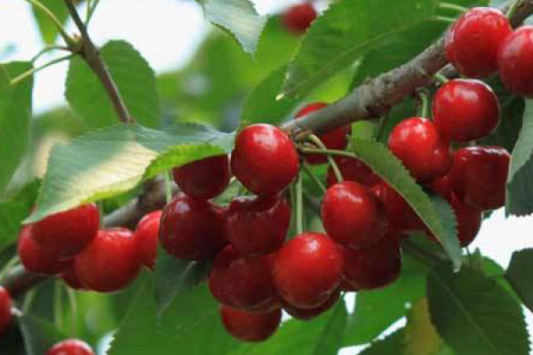 Nanking cherry