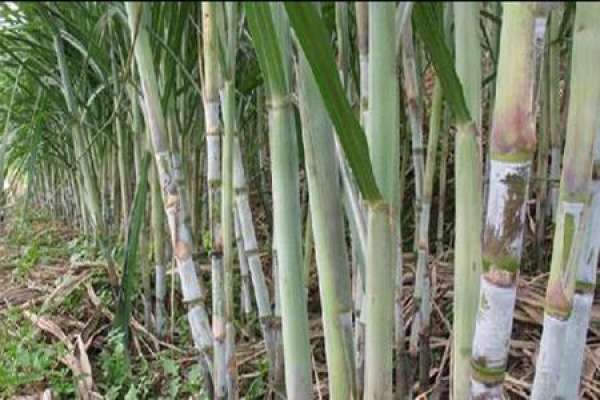sugarcane