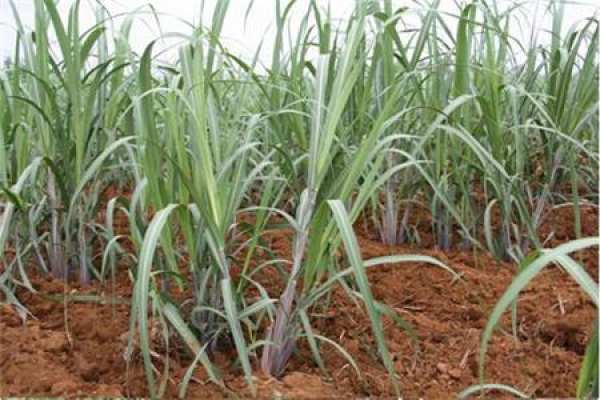 sugarcane