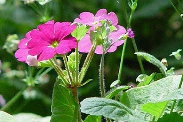 primroses
