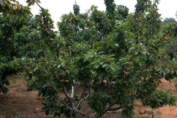 fruit trees