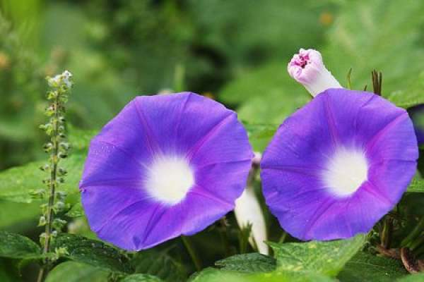morning glory