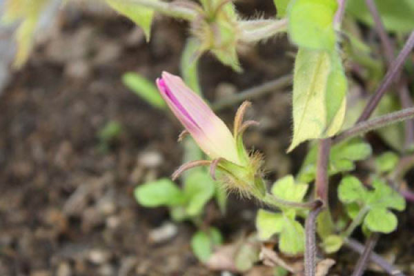 morning glory