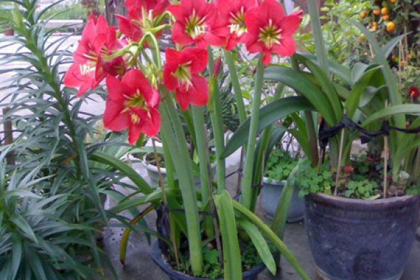 Amaryllis vittata
