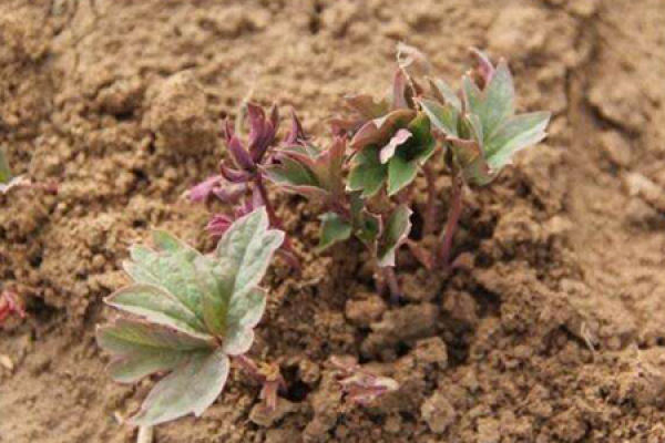 soil