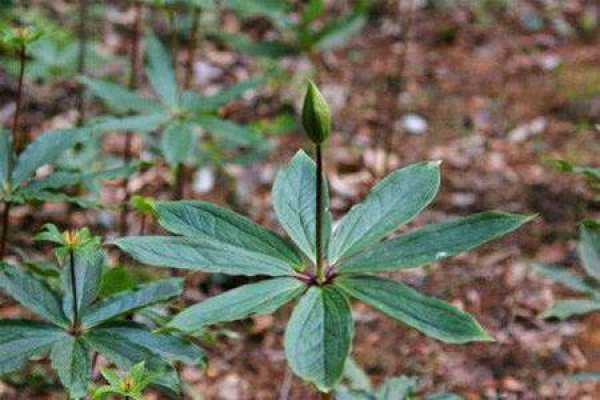 Paris polyphylla