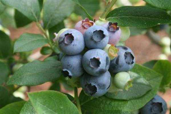 Blueberry