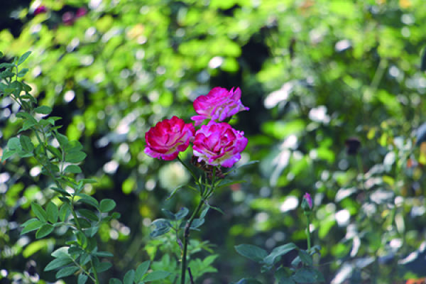 rose