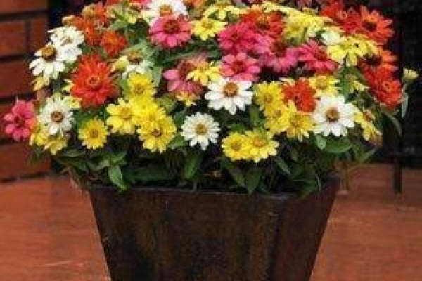 Zinnia