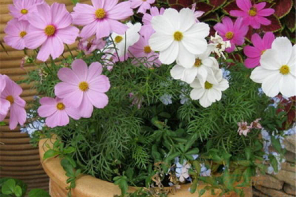 Cosmos