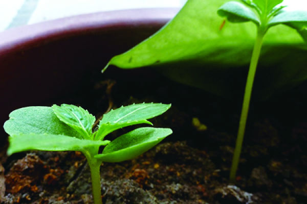 Impatiens balsam