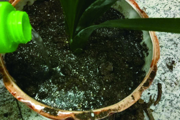 Clivia miniata
