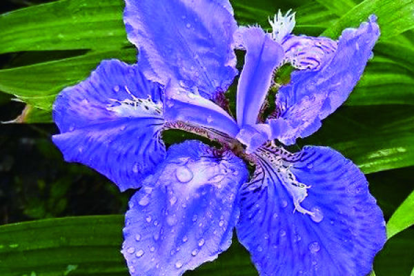 Blue Butterfly