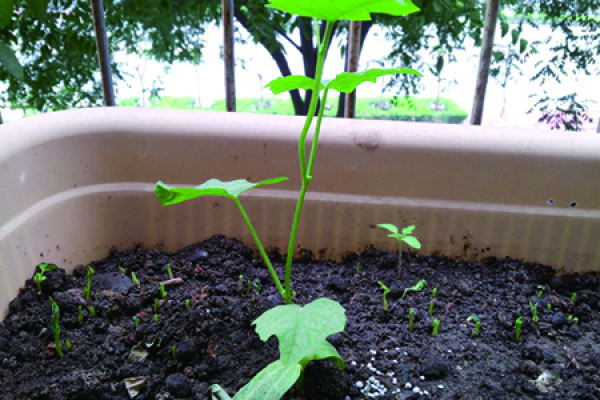 Okra