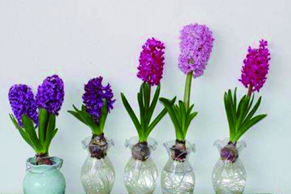 Hyacinth