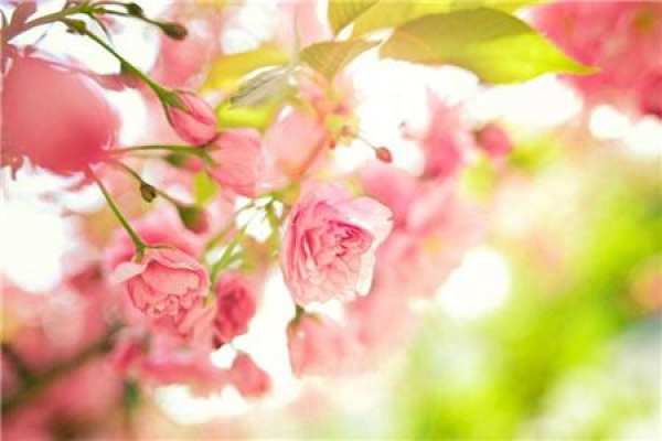 Begonia flower