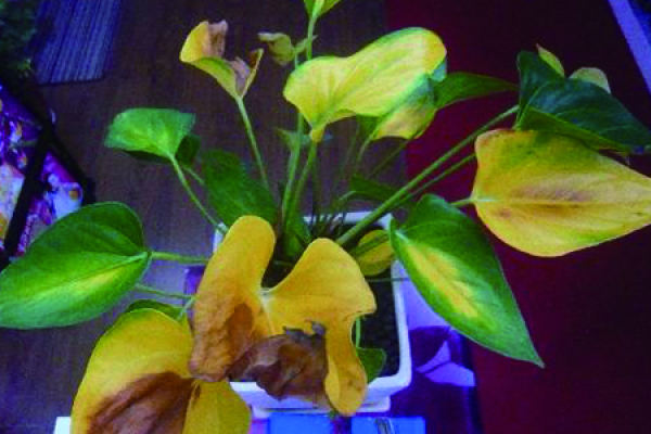 Anthurium