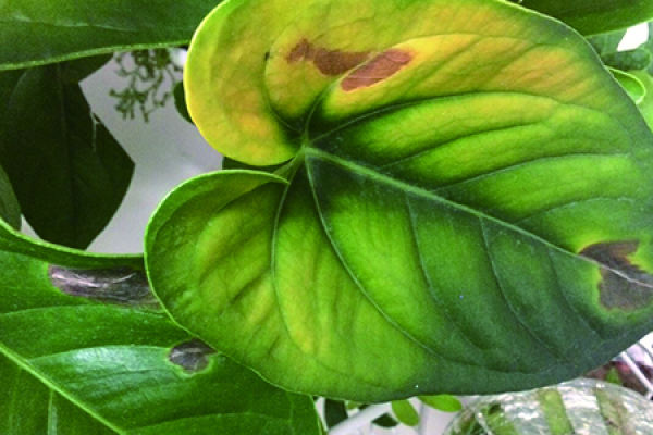 Anthurium