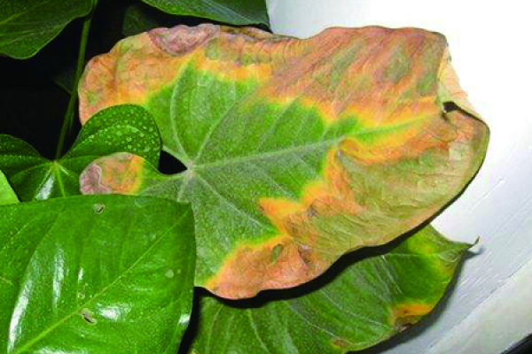 Anthurium