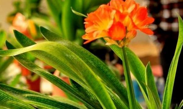 Clivia miniata
