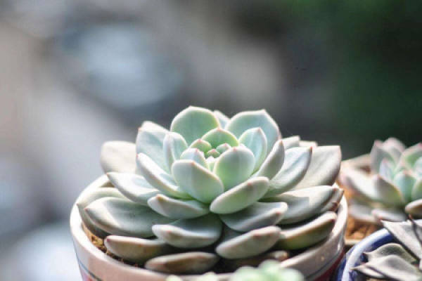 lotus