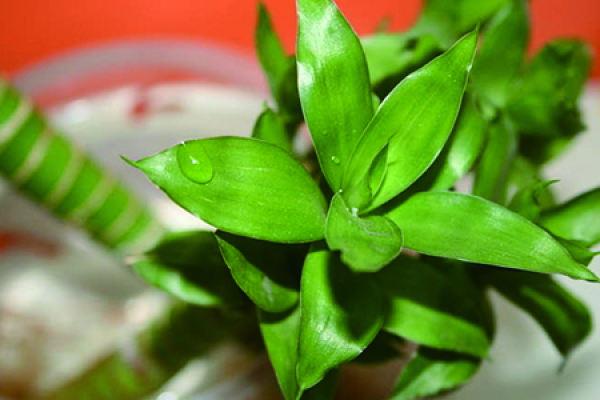 Fu Gui Zhu