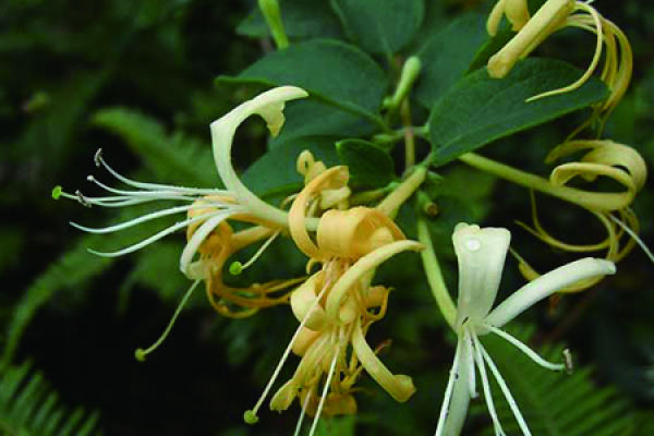 Lonicera japonica