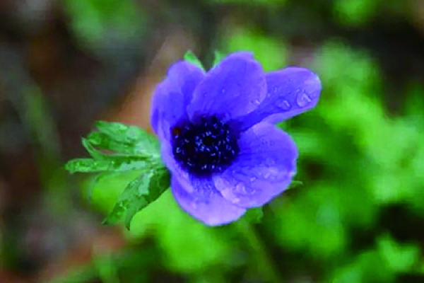Anemone
