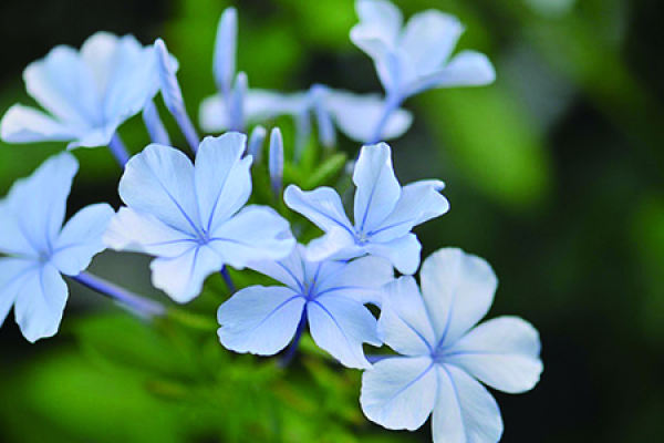 Platycodon grandiflorum